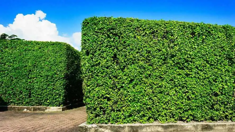 城市绿化工程流行植物有哪些