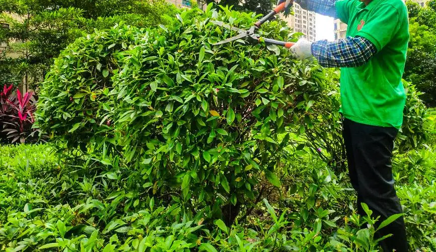 春大园林绿化工程